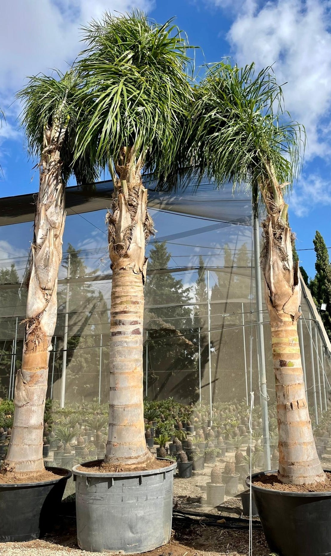Plantas PREMIUM